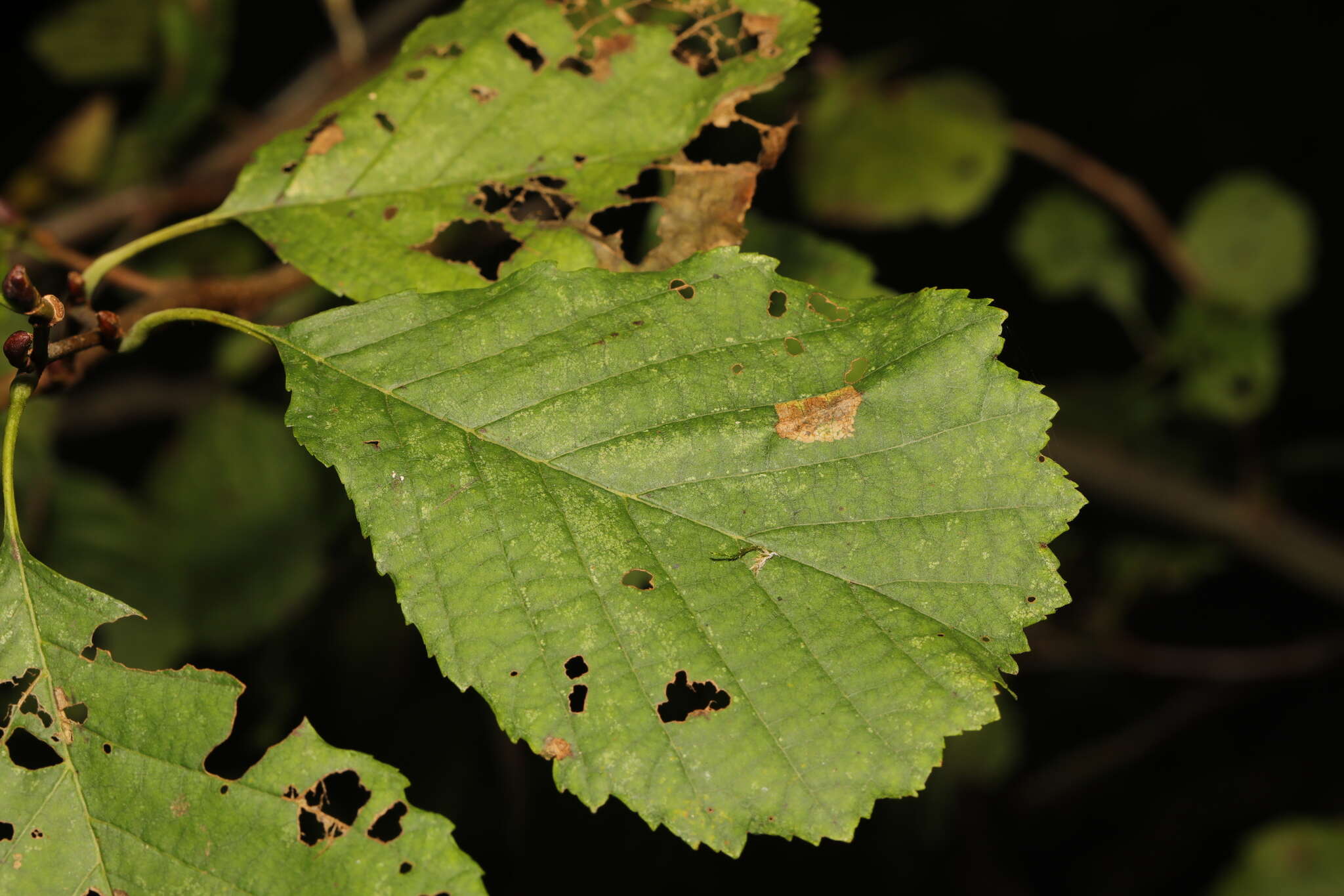 Plancia ëd Phyllonorycter klemannella (Fabricius 1781)