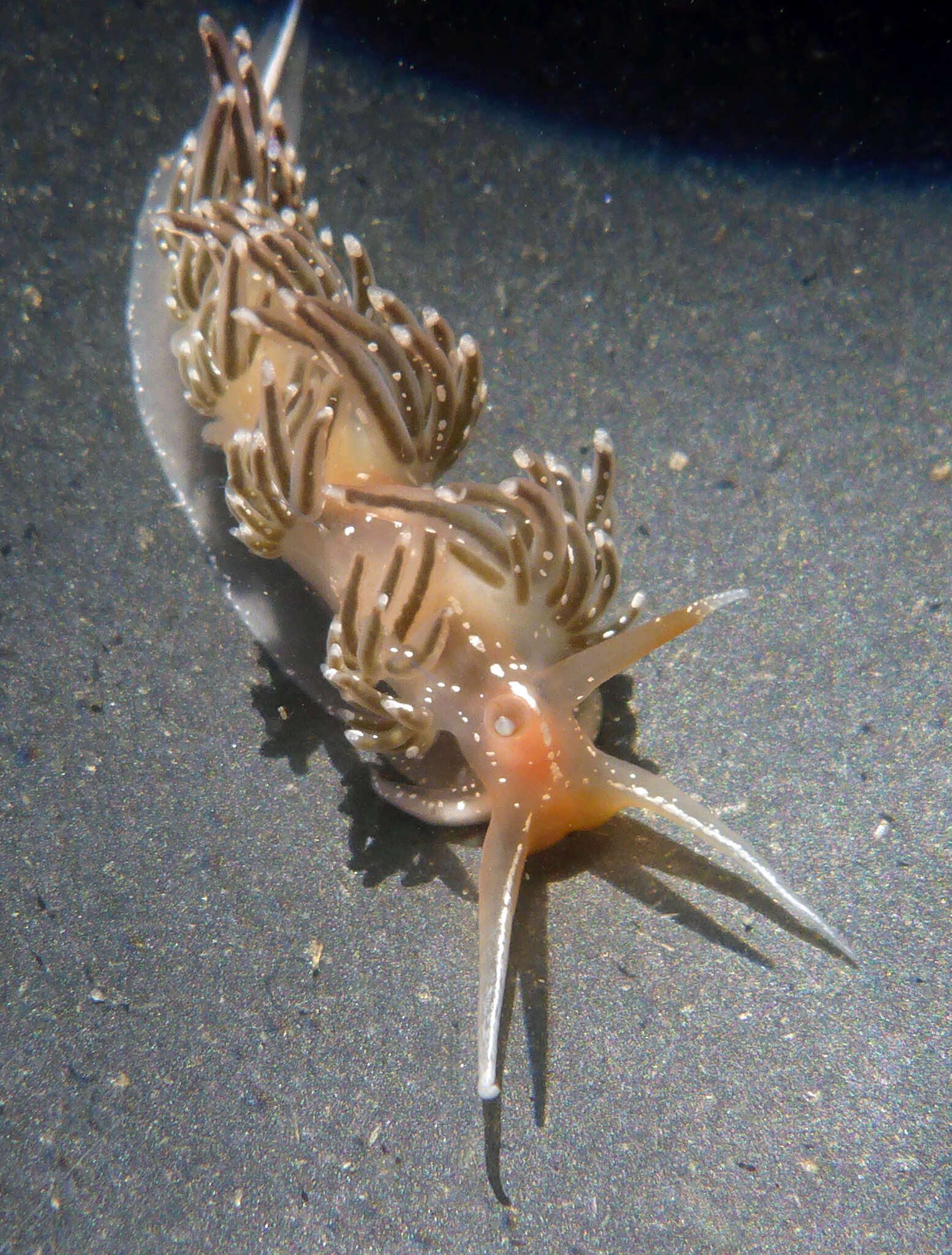 Image of White-tentacled japanese aeolis