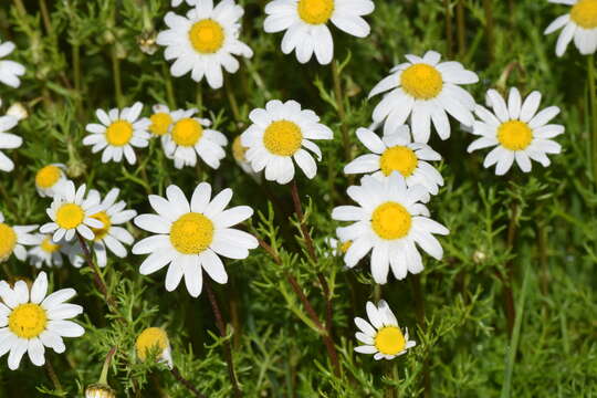 Image of chamomile