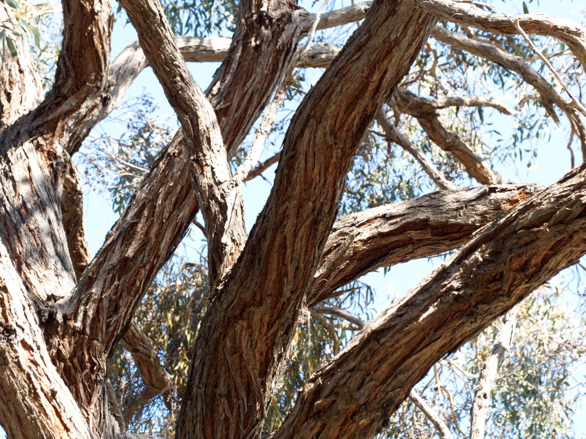 صورة Eucalyptus macrorhyncha F. Müll.