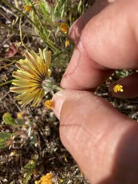 Image de Malacothrix californica DC.