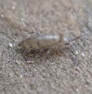 Image of Elongate-bodied Springtail