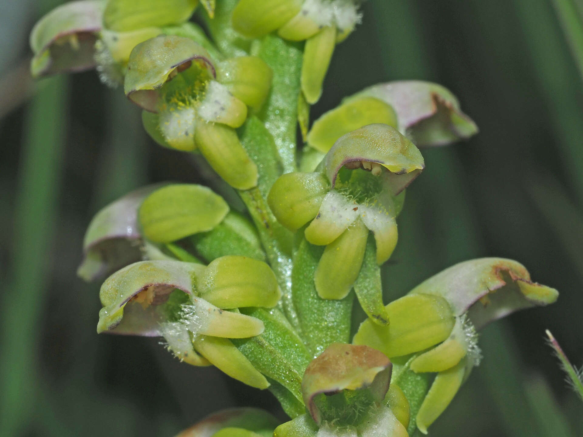 Image of Satyrium microrrhynchum Schltr.