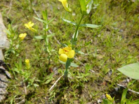 Image of Golden Hedge-Hyssop