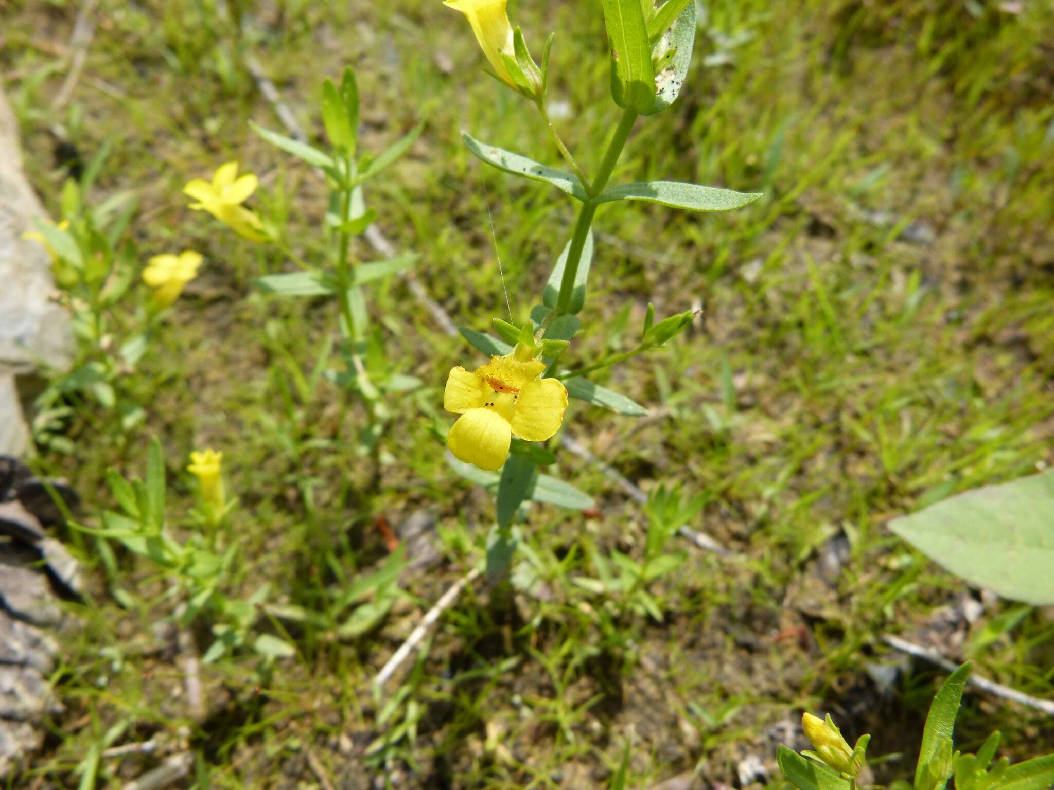 Image de Gratiola aurea Muhl.