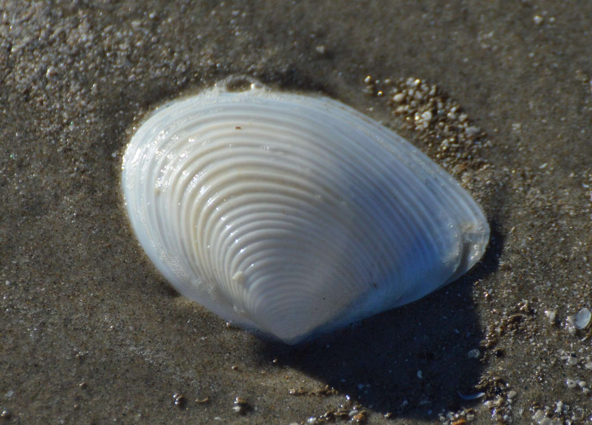 Image de Kymatoxinae Stenzel & Krause 1957