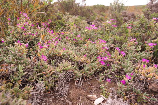 Imagem de Ruschia cupulata (L. Bol.) Schwant.