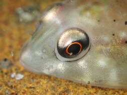 Image of Orange clingfish