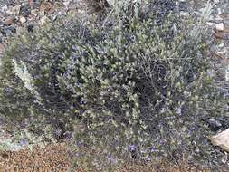 Image of Eremophila caerulea (S. Moore) Diels