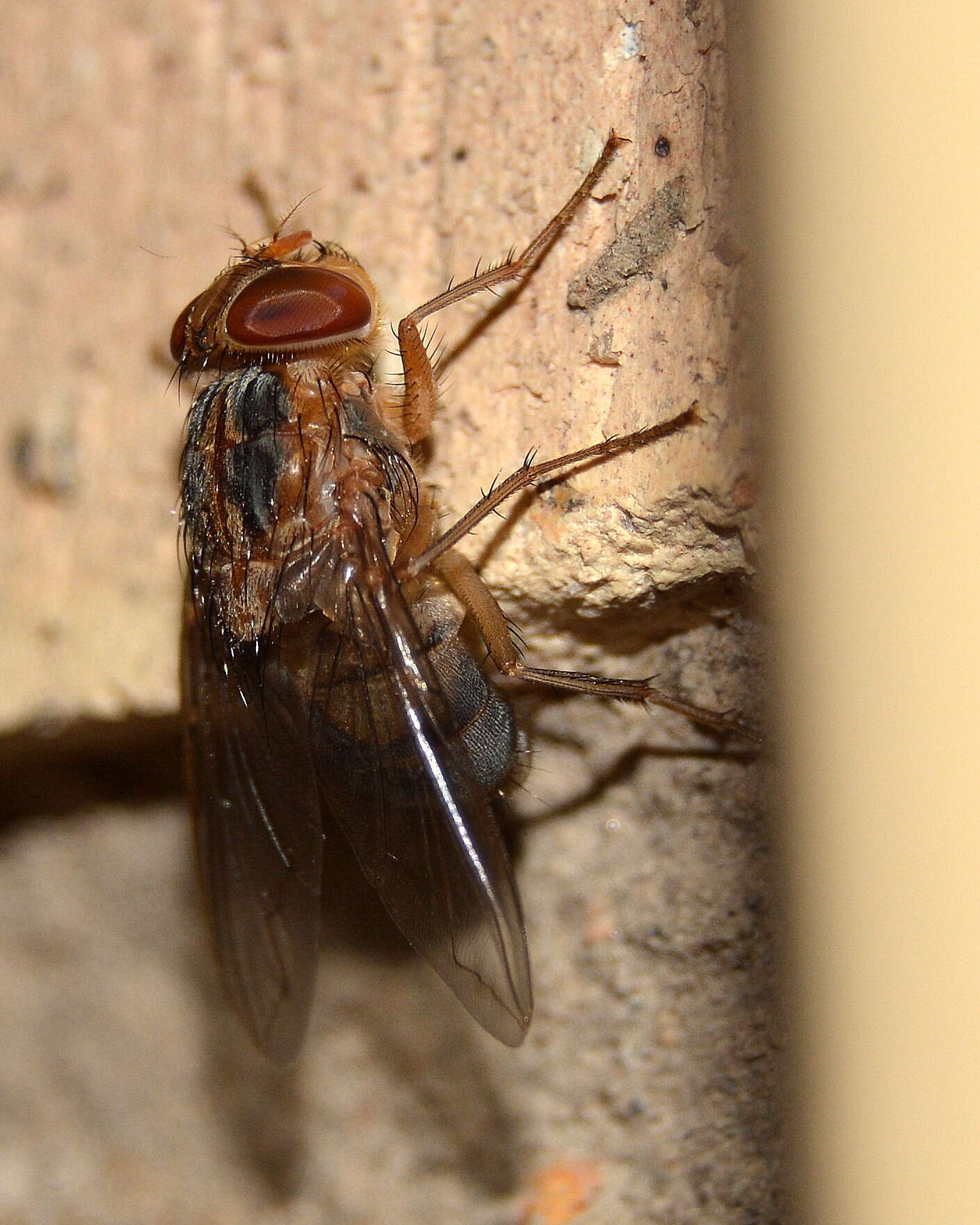 Cordylobia anthropophaga (Blanchard & Berenger-Feraud 1872) resmi