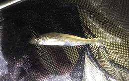 Image of Oriental trumpeter whiting