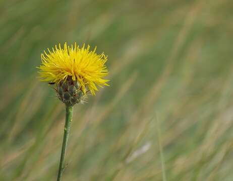 Image of Centaurea rupestris L.