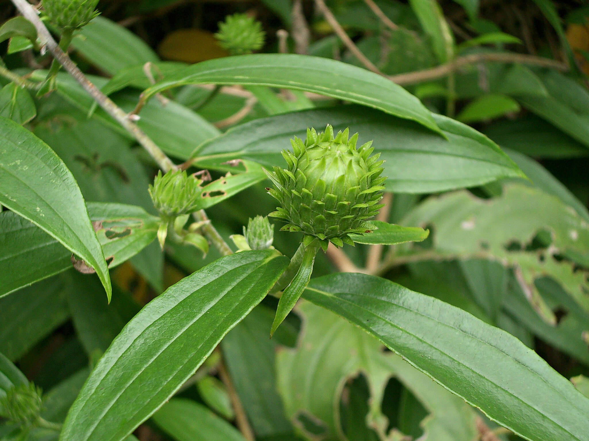 Lycoseris triplinervia Less. resmi