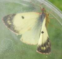 Image of bergers clouded yellow