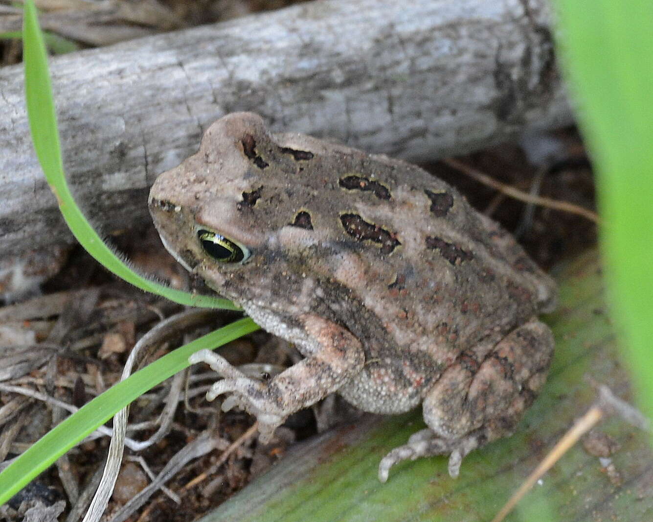 صورة Sclerophrys garmani (Meek 1897)