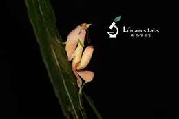 Image of Orchid mantis