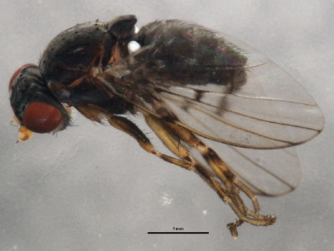 Image of <i>Odinia betulae</i> Sabrosky 1959