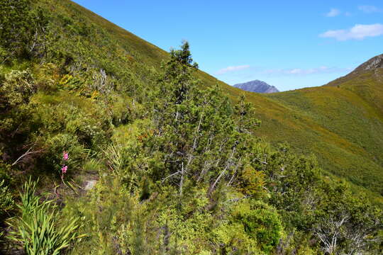 Image of Mountain cedar