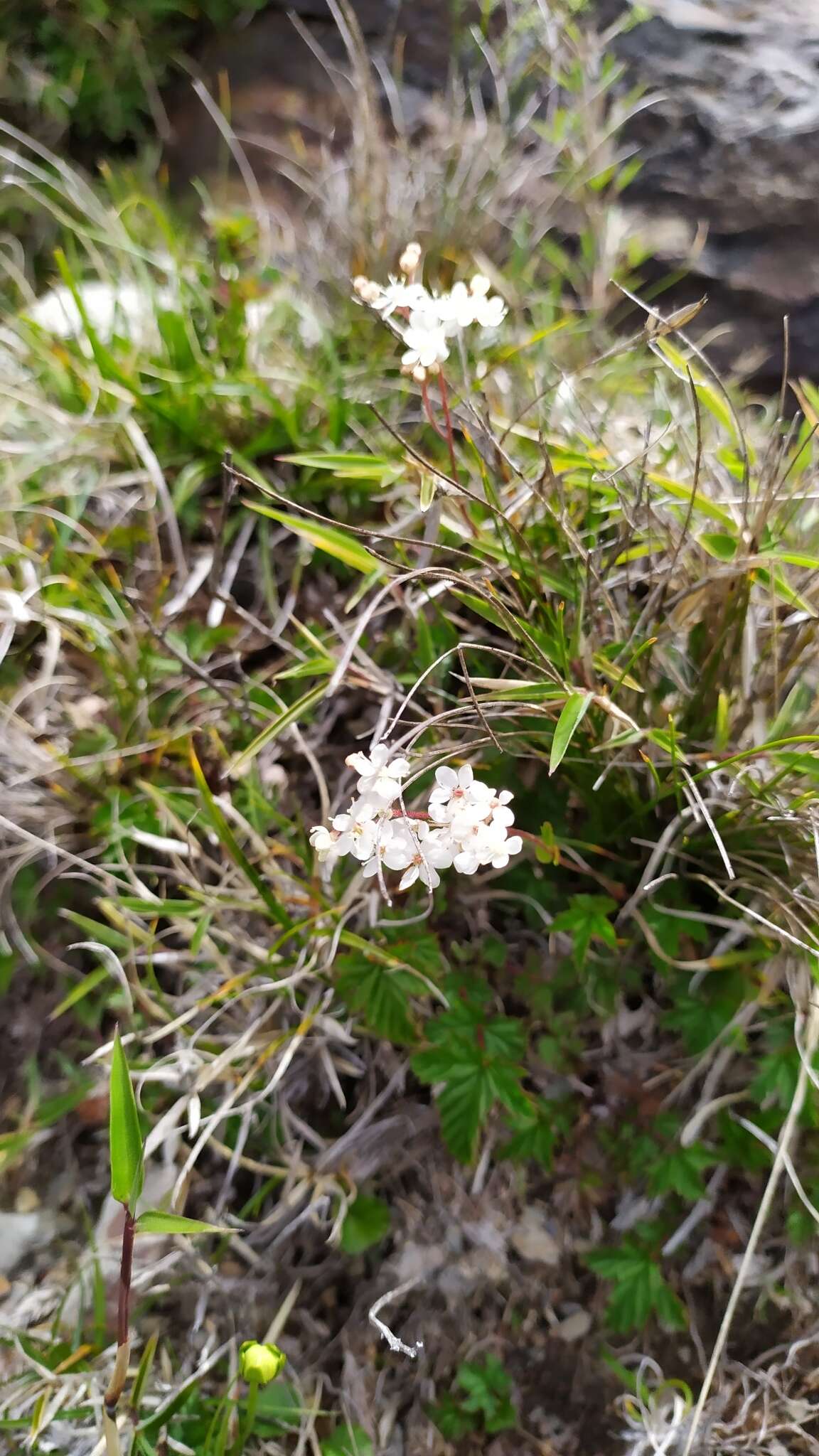 Plancia ëd Filipendula kiraishiensis Hayata