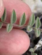 Image of Minthorn's milkvetch