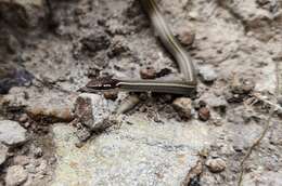 Image of Western Graceful Brown Snake