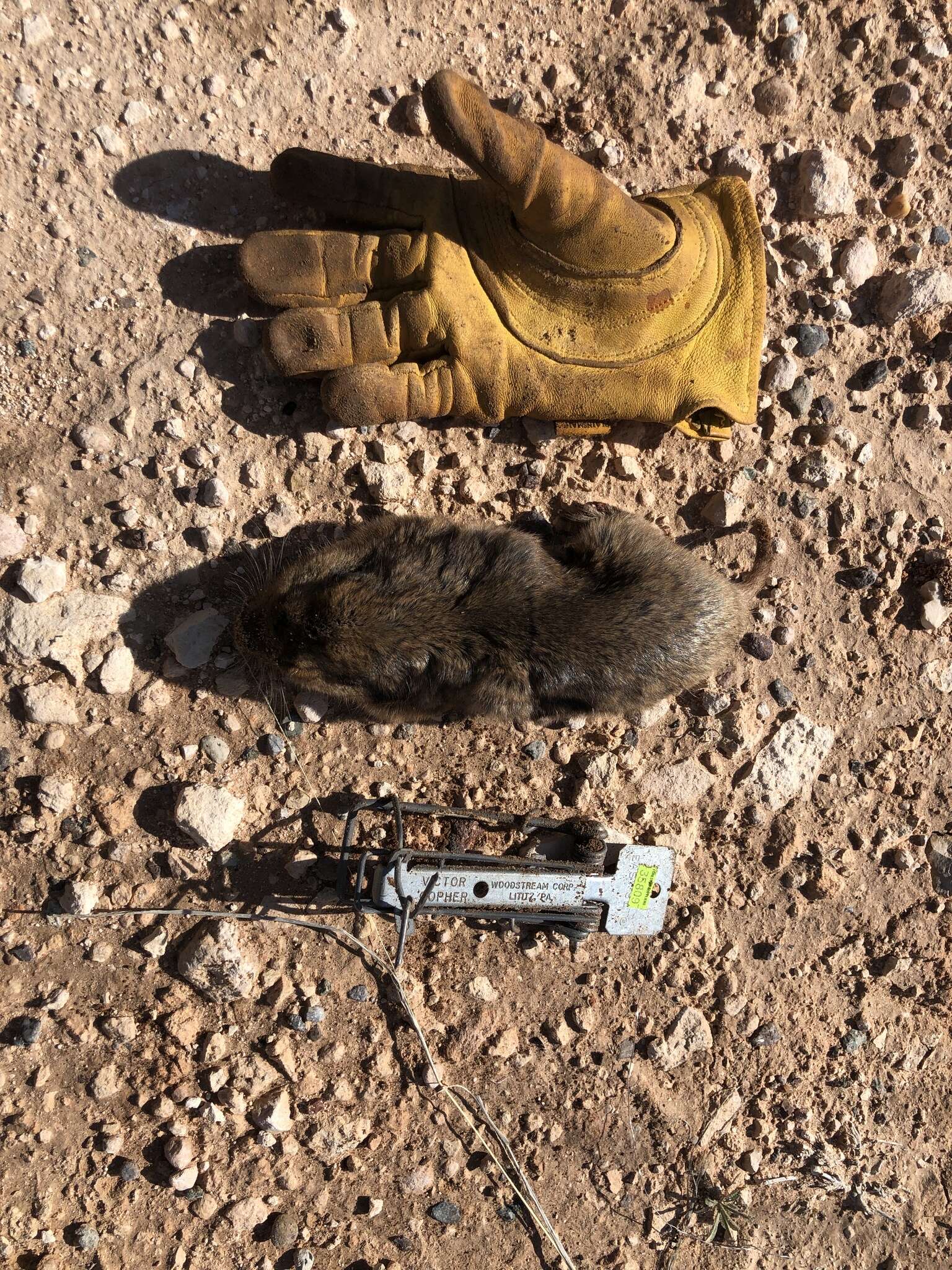 Image of Yellow-faced Pocket Gopher