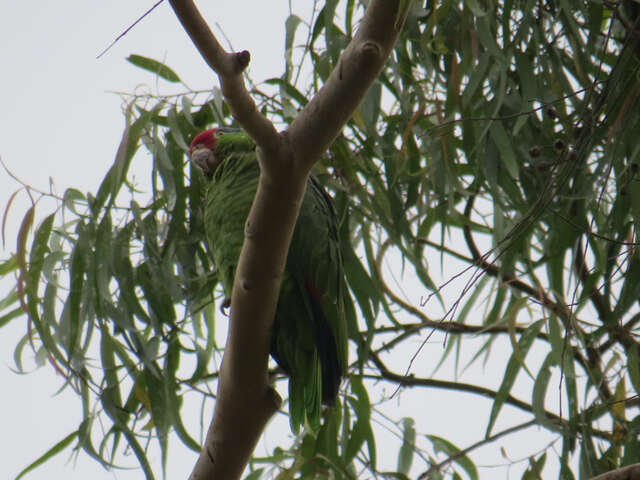 Imagem de Amazona viridigenalis (Cassin 1853)