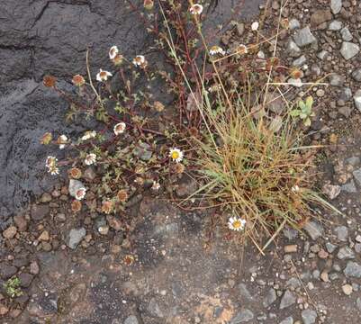 Image of Afroaster erucifolius (Thell.) J. C. Manning & Goldblatt