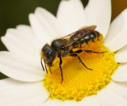 Image of Osmia coloradensis Cresson 1878