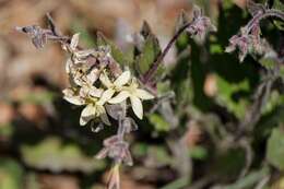 صورة Hesperis laciniata All.