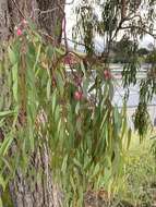 Image of red ironbark