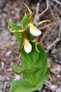 Imagem de Cypripedium montanum Douglas ex Lindl.