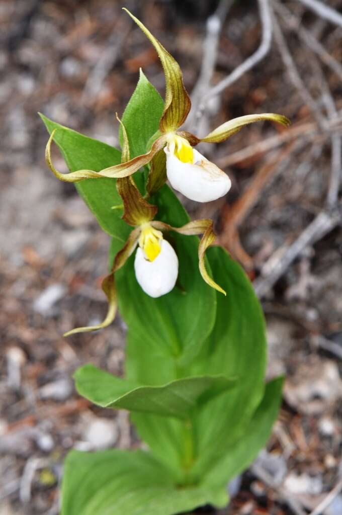 Imagem de Cypripedium montanum Douglas ex Lindl.