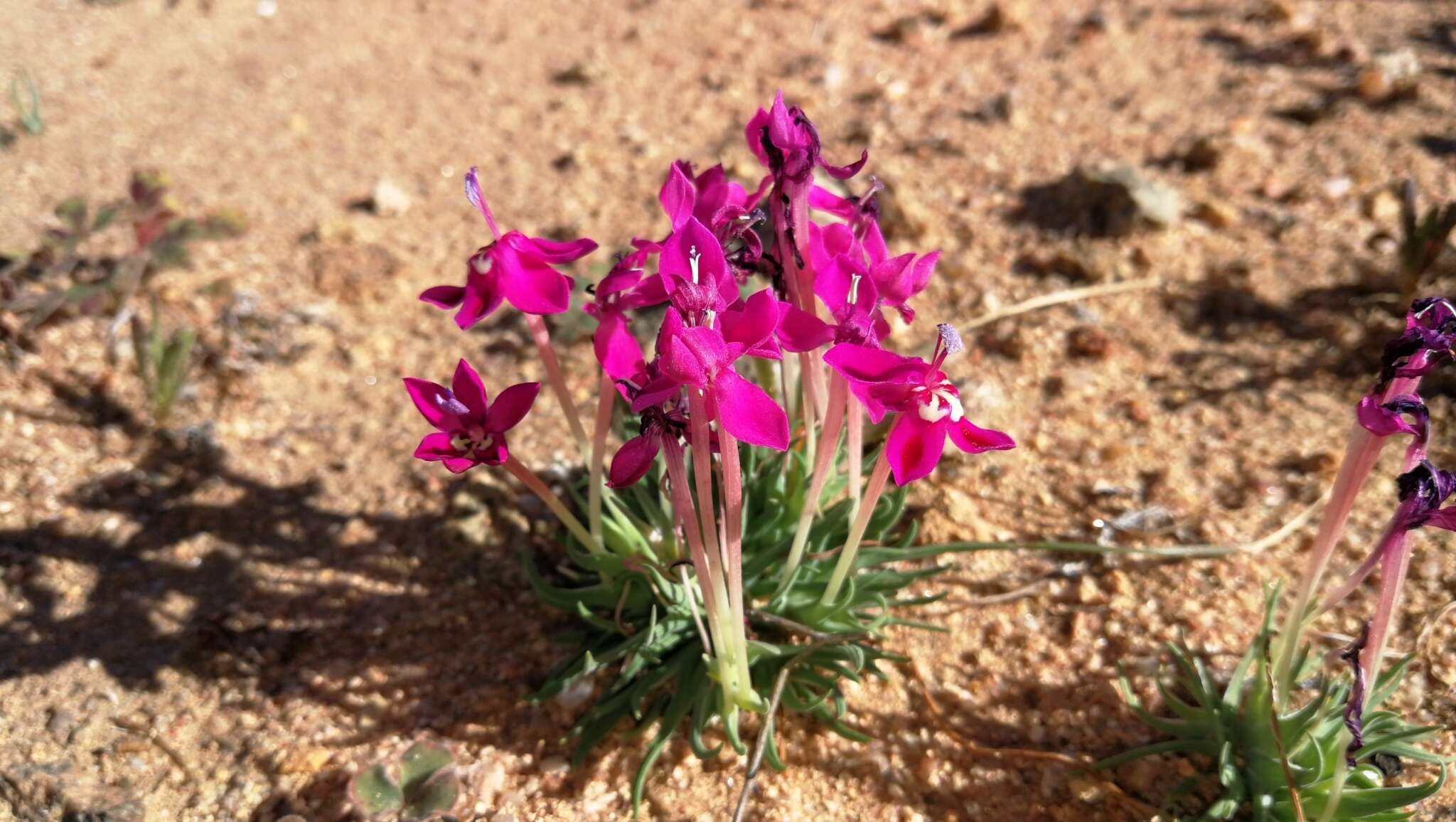 Image of Lapeirousia silenoides (Jacq.) Ker Gawl.