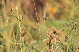 Image of Red-headed Quelea