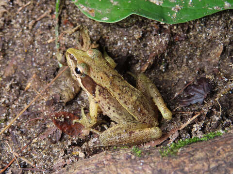 Image of Japanese Brown Frog