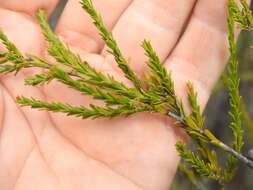 Sivun Leptospermum liversidgei R. T. Baker & H. G. Smith kuva