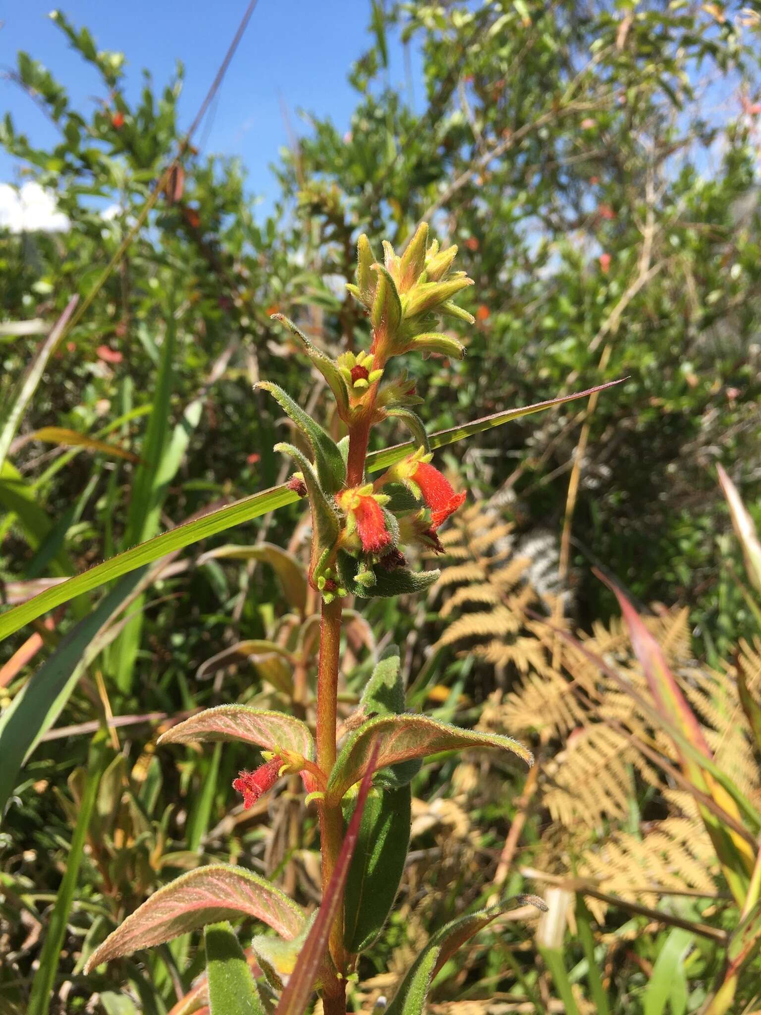 Image of Kohleria spicata (Kunth) Oerst.