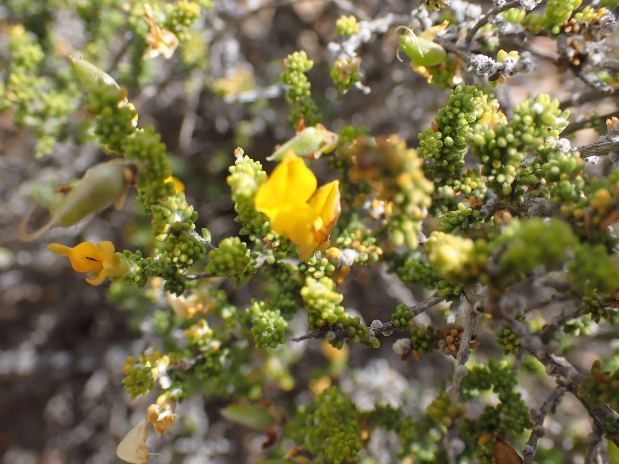 Image of Aspalathus pinguis Thunb.