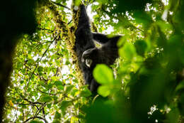 Image of siamang