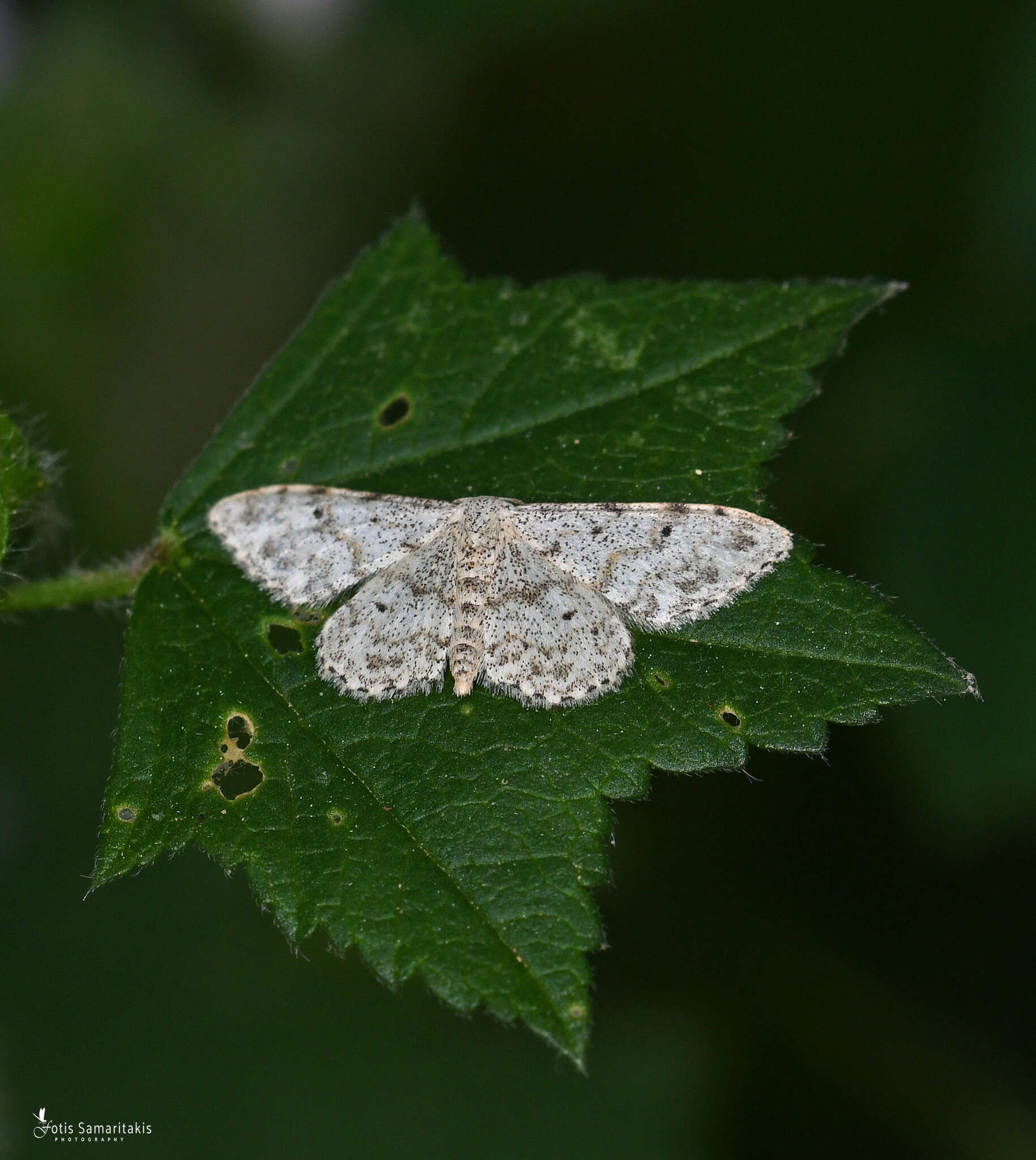 Image of Idaea camparia Herrich-Schäffer 1851