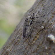 Image of Chironomidae