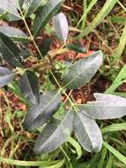 Image of Dinosperma erythrococcum (F. Müll.) T. G. Hartley