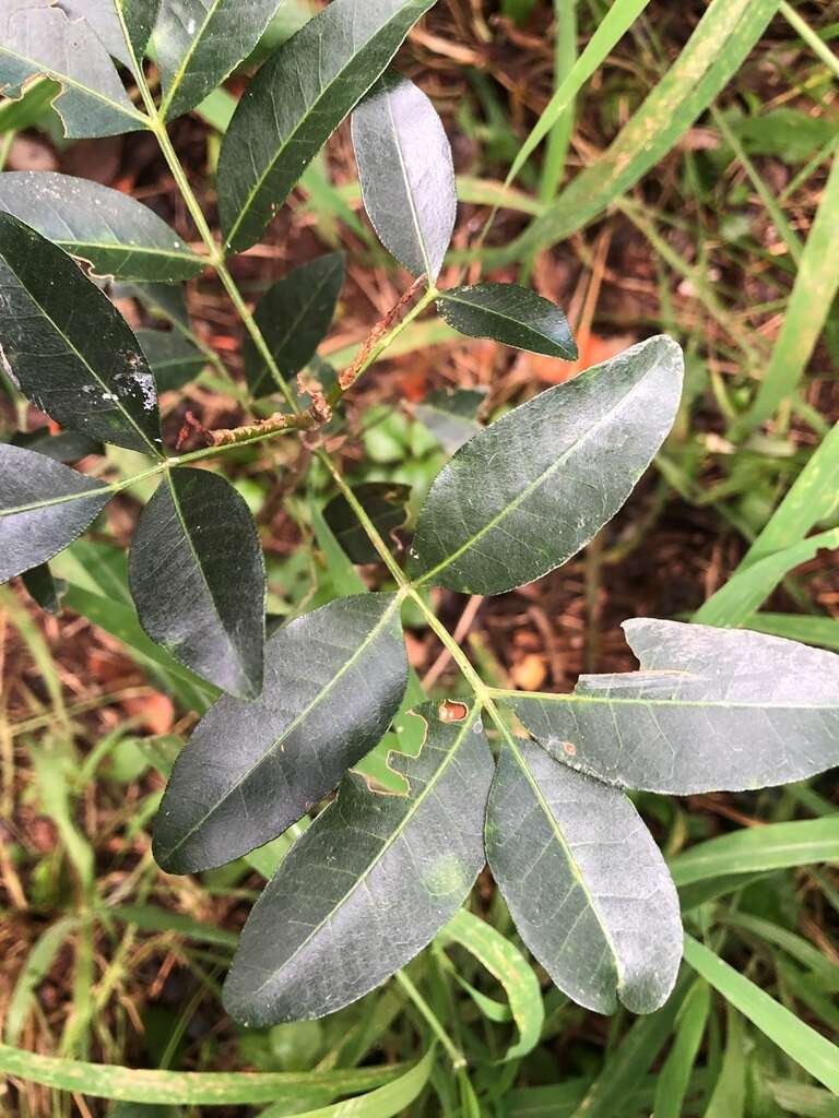 Image de Dinosperma erythrococcum (F. Müll.) T. G. Hartley