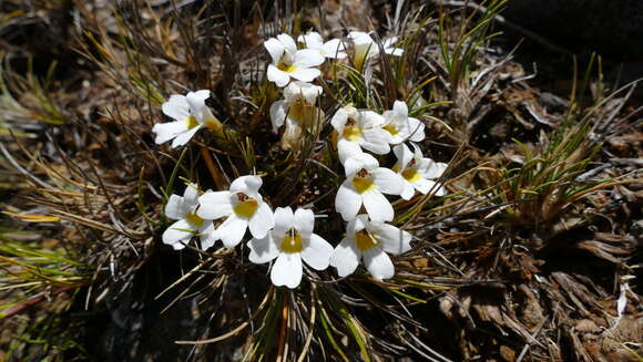 Imagem de Euphrasia revoluta Hook. fil.