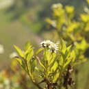 صورة Verbesina centroboyacana S. Díaz-Piedrahíta