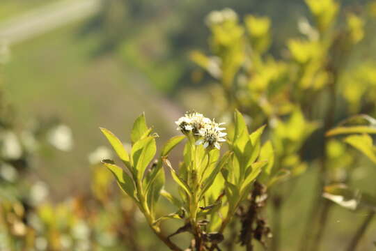 Verbesina centroboyacana S. Díaz-Piedrahíta的圖片