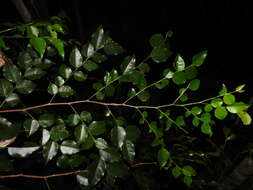 Image of Phyllanthus koghiensis Guillaumin