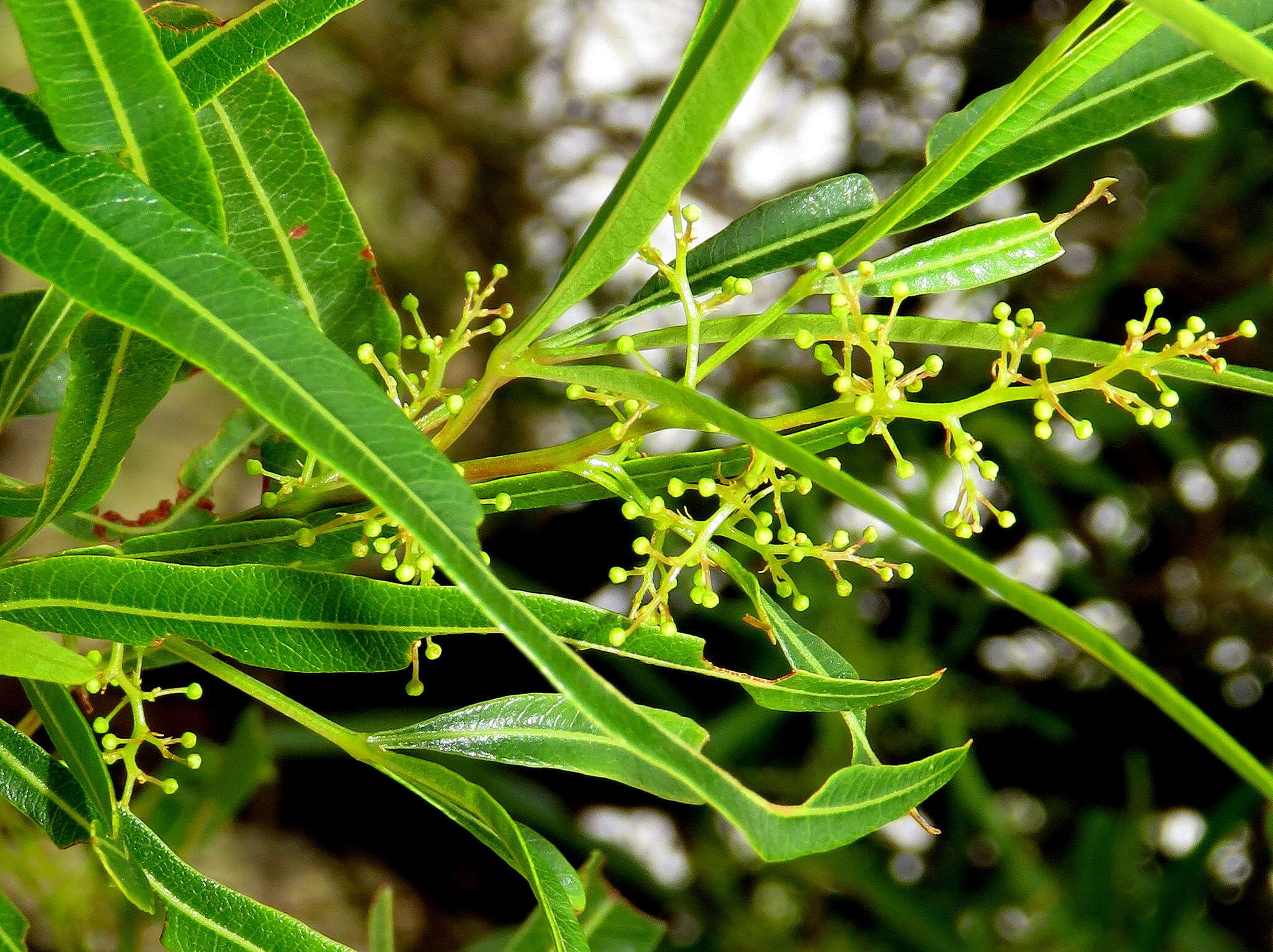 Image of African sumac