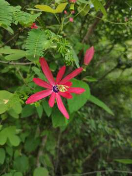 Image of Passiflora edmundoi Sacco